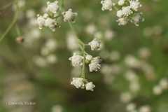 Parthenium hysterophorus